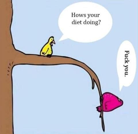 Diet Birds